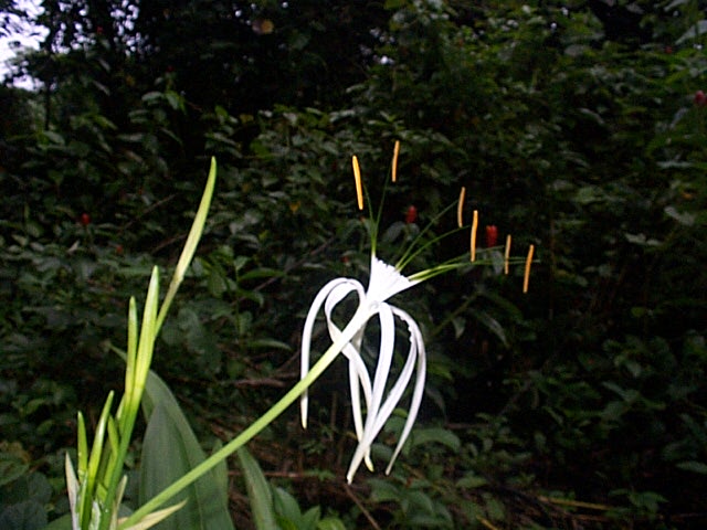 Urwaldblume im Cahuita N.P. 22.07.03.jpg - im warmen regenwald blüht es